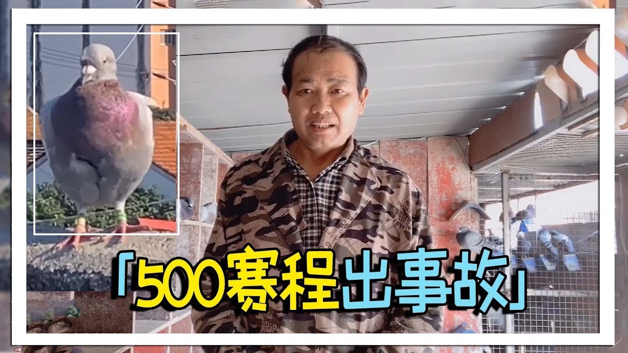 500公里比赛出啥事？大叔的鸽子不肯归巢，凑近一看发现端倪【农村达叔】