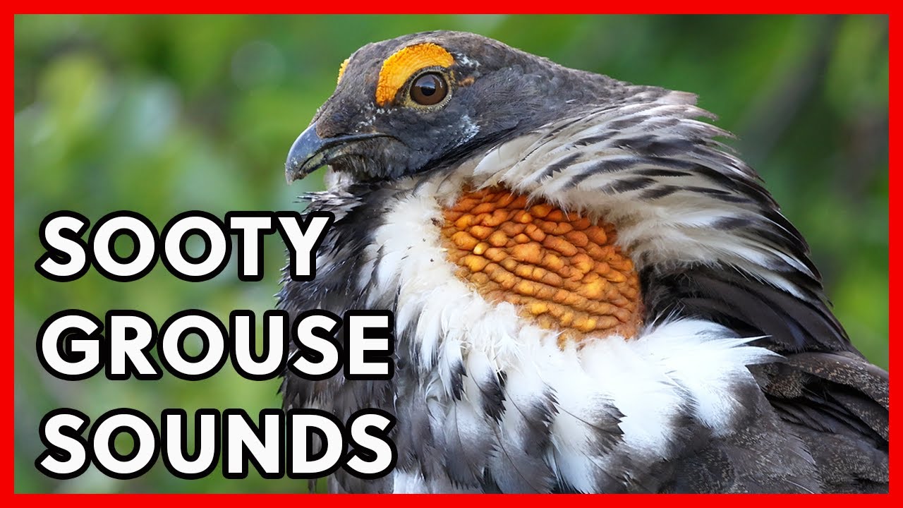 Sooty Grouse Mating Calls