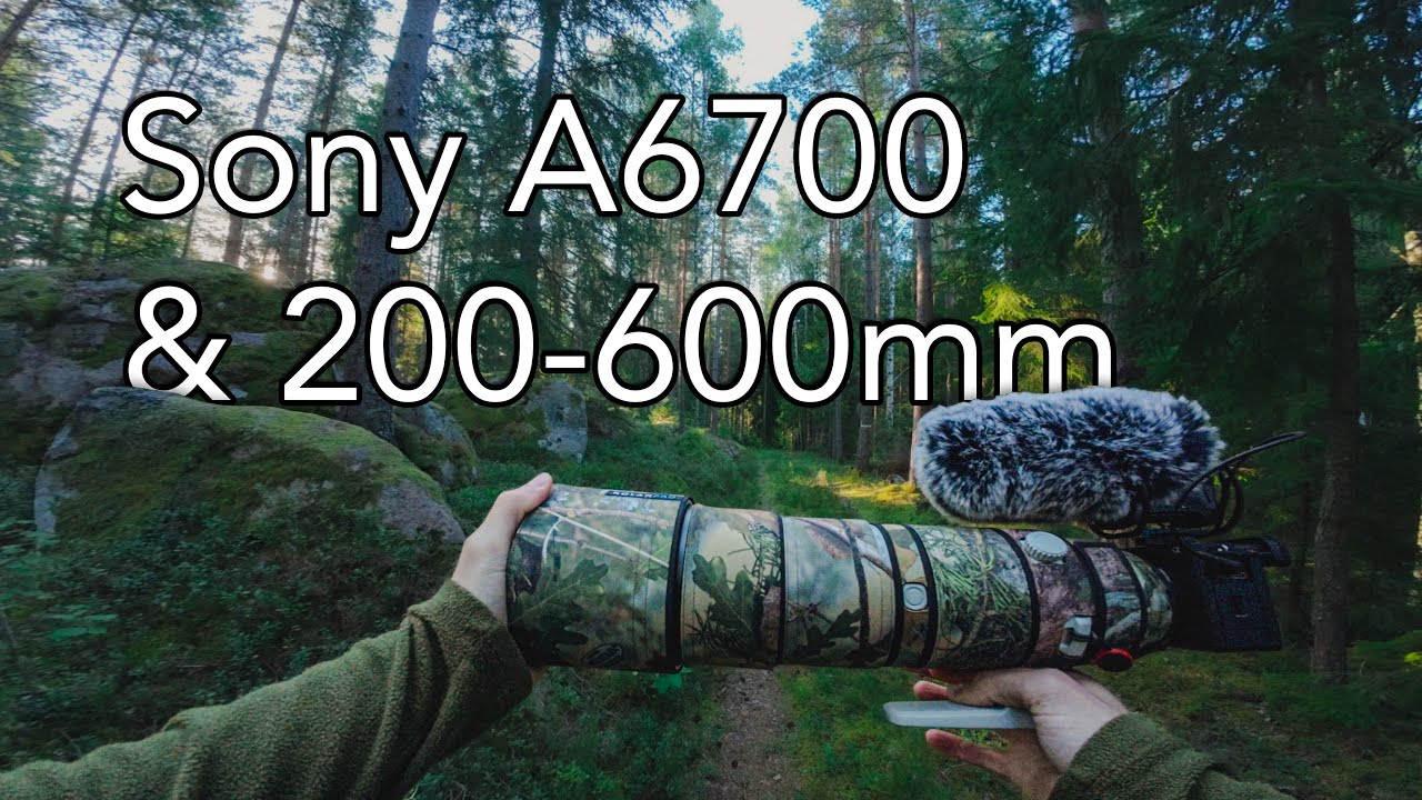 POV Nature Photography | Deer and Woodpecker in Swedish Forest