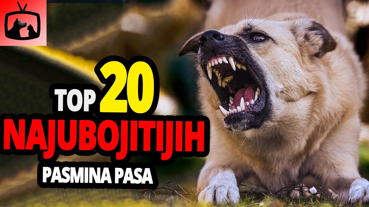 🐕 Najubojitiji Psi - TOP 20 Najubojitijih Pasmina Pasa Na Svijetu!