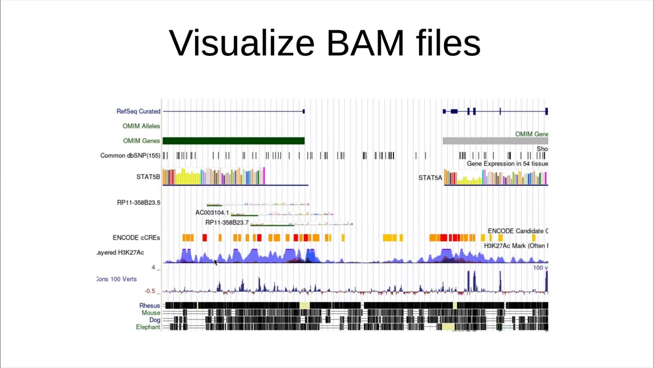 0.9. Visualize BAM file in IGV viewer in macOS
