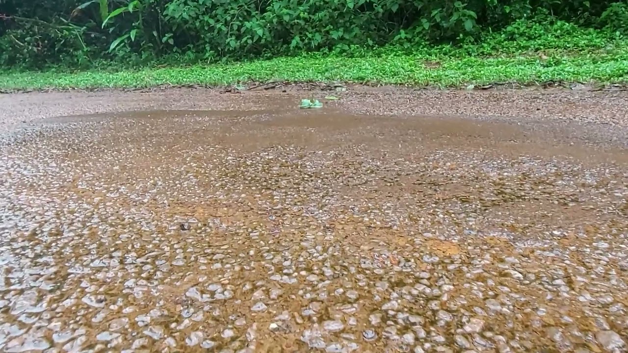 Guyane - Attaque d'un Grage Jacquot