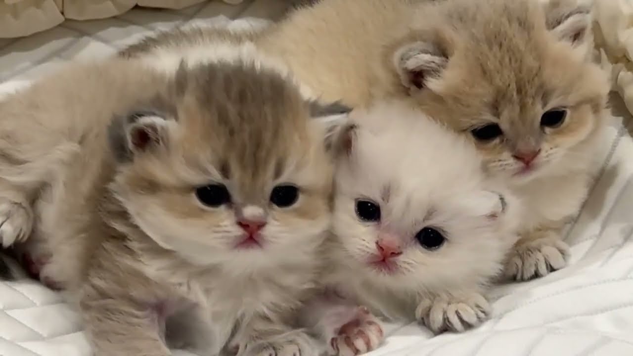 Tiny Kittens Just Being Adorable for 4 Minutes 🐾 #catvideos #cat