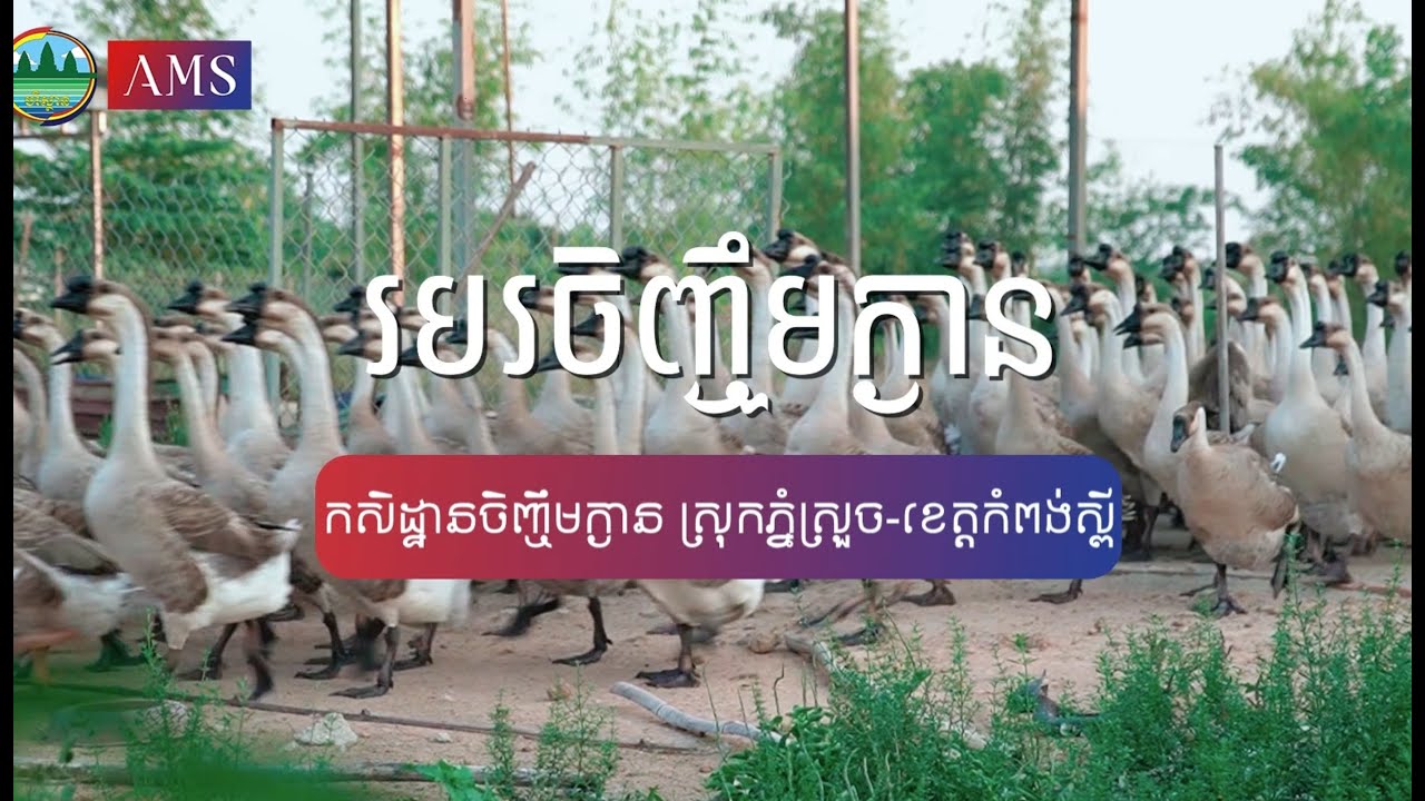 របរចិញ្ចឹមក្ងាន | កសិដ្ធានចិញ្ចឹមក្ងាន ស្រុកភ្នំស្រួច ខេត្តកំពង់ស្ពឺ