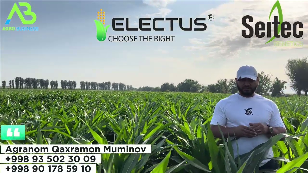 Makkajo'xorı Yetıshtırısh Electus va Seitec Gibridları, Agro Business (Agranom Qaxramon Muminov)