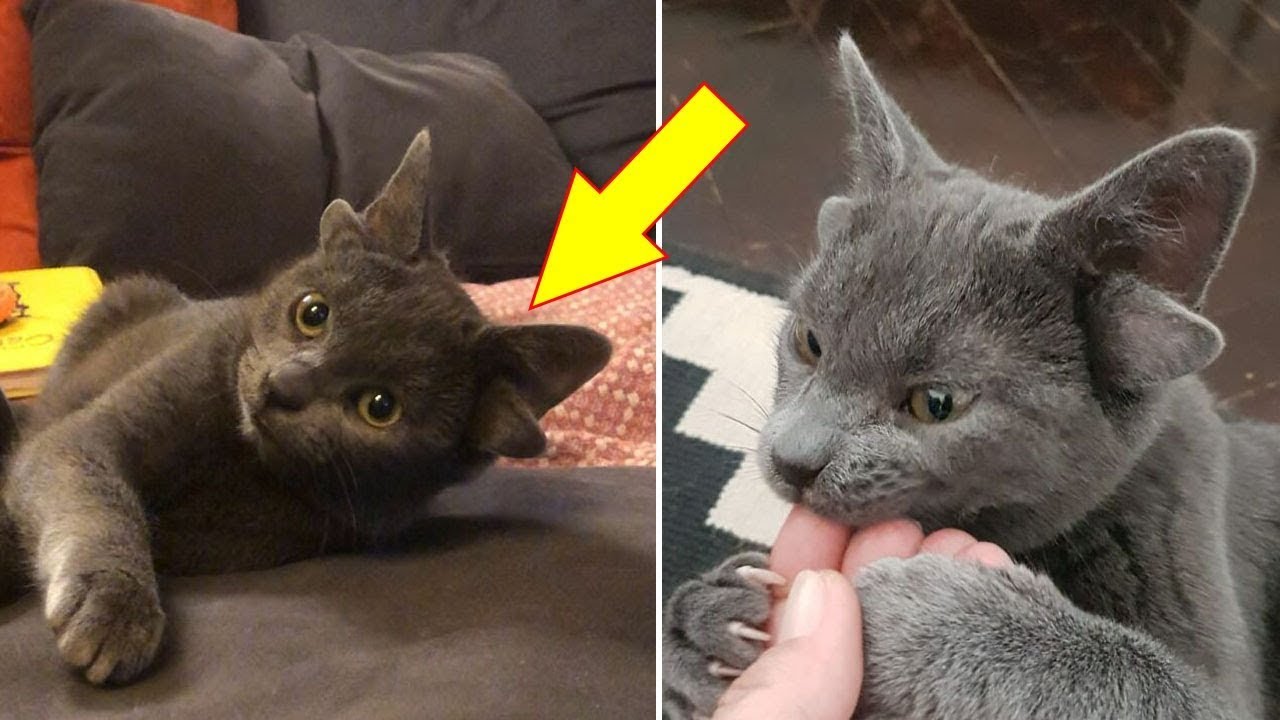 A Cat With Four Ears Has The Internet In Love