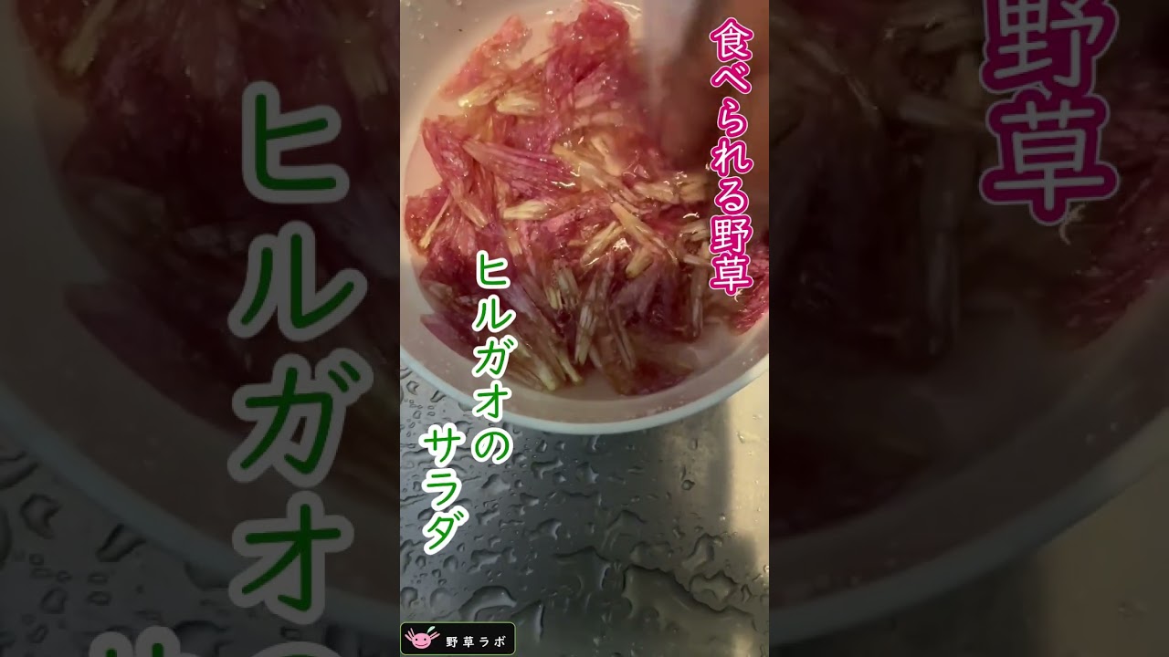 食べられる野草【ヒルガオ】＃shorts