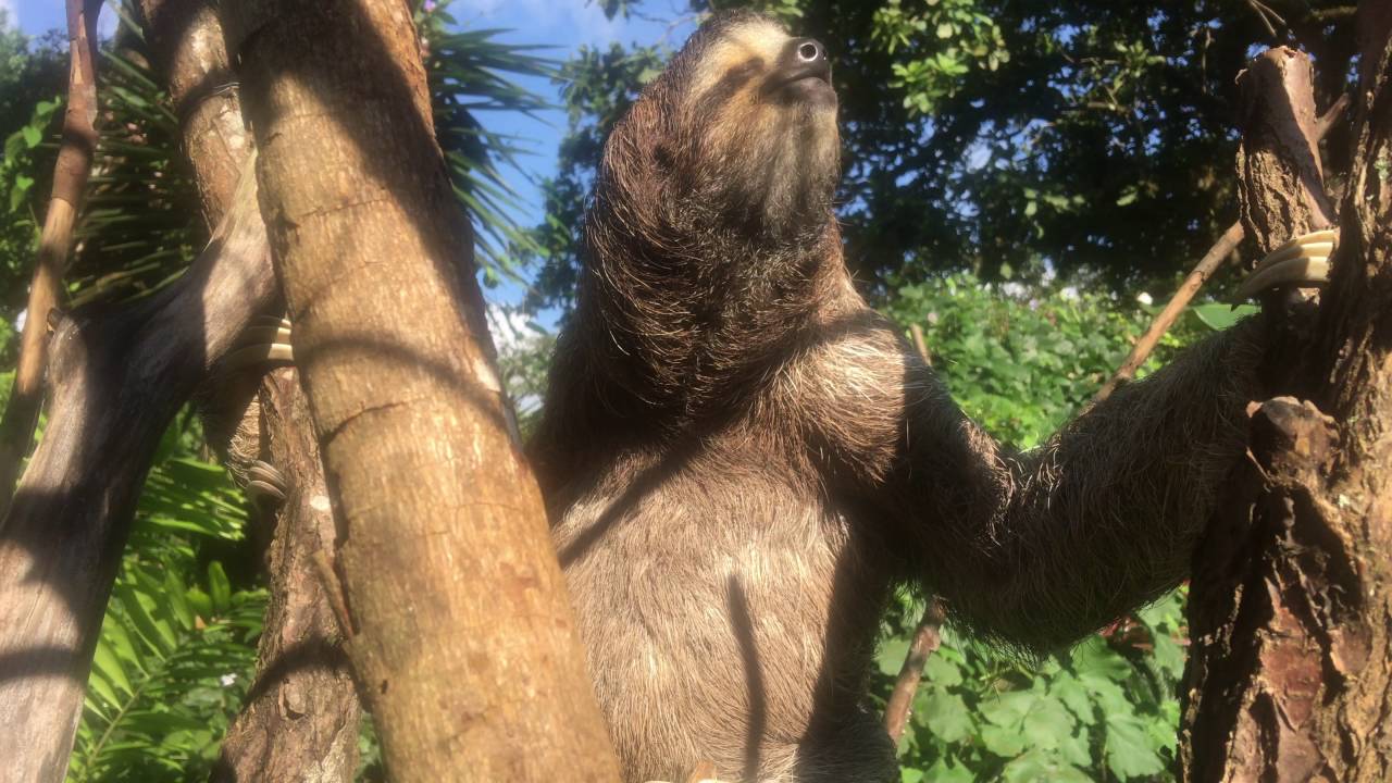 2016-10-22 Costa Rica - My new friend