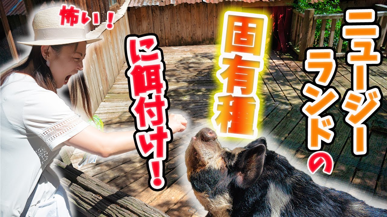 【海外生活】ニュージーランド固有種に餌付けしてみた！／キウイもいるよ／ Feeding rare species at zoo / Christchurch / New Zealand