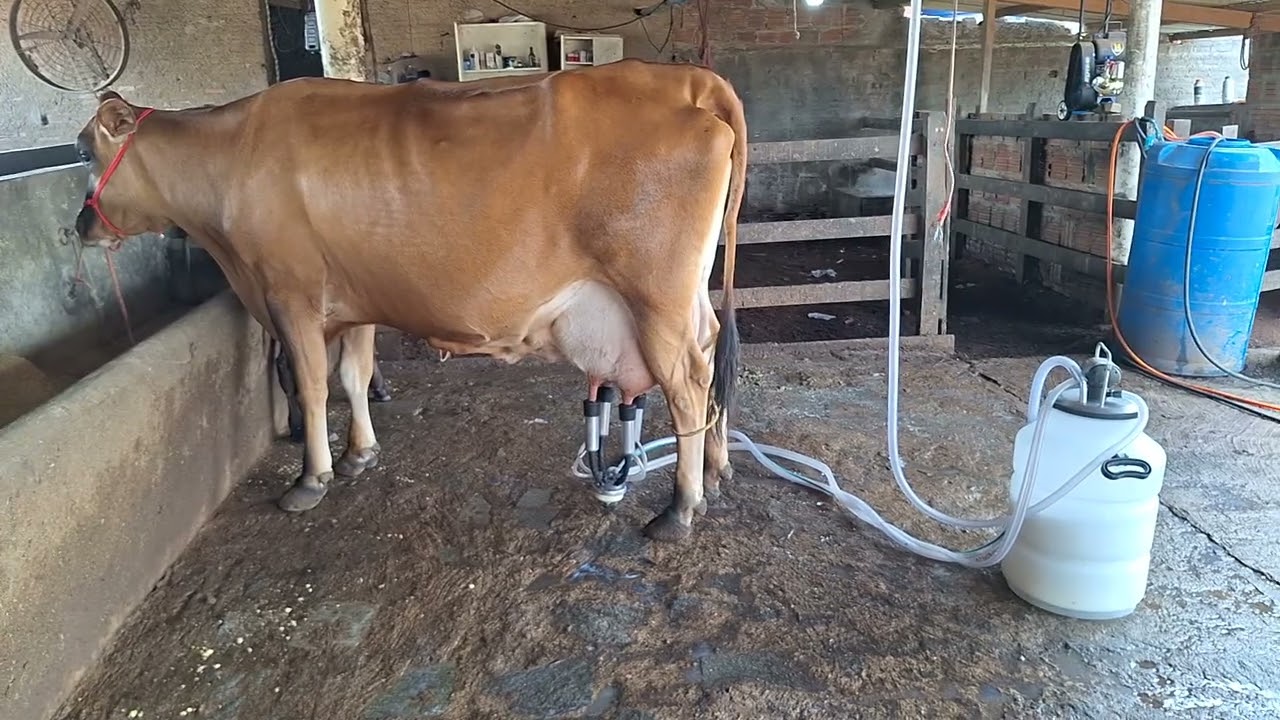OFERTA DE UMA VACA JESSOLANDA COM  40 KILOS.LOC.CARUARU-PE.PREÇO.12 MIL.WHATS.81999166314. 