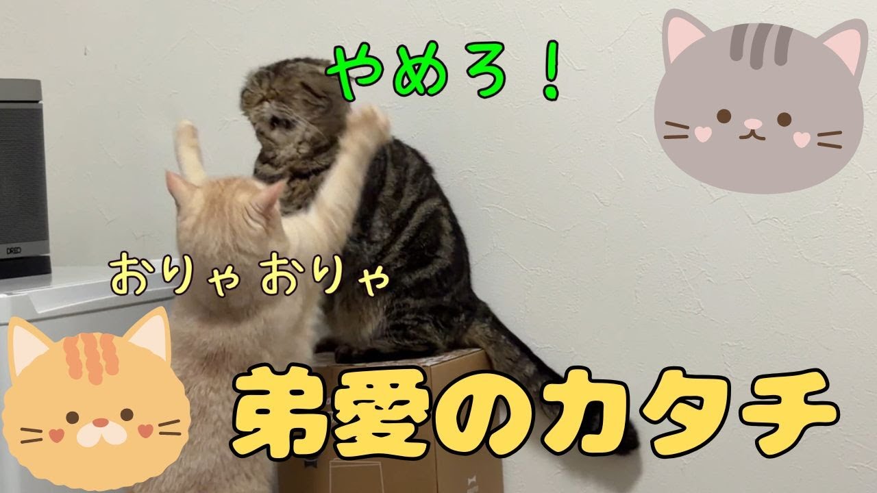 ♯267　弟流　愛のカタチ…