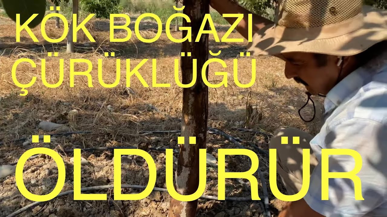 KÖKBOĞAZI ÇÜRÜKLÜĞÜ CEVİZ AĞAÇLARINIZI ÖLDÜRÜR! Ceviz Adam Ahmet
