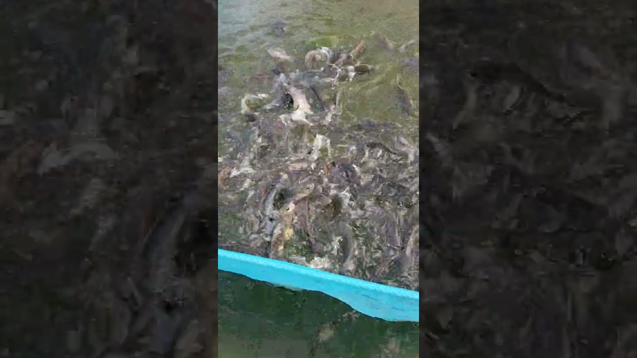 Feeding the  brood stocks