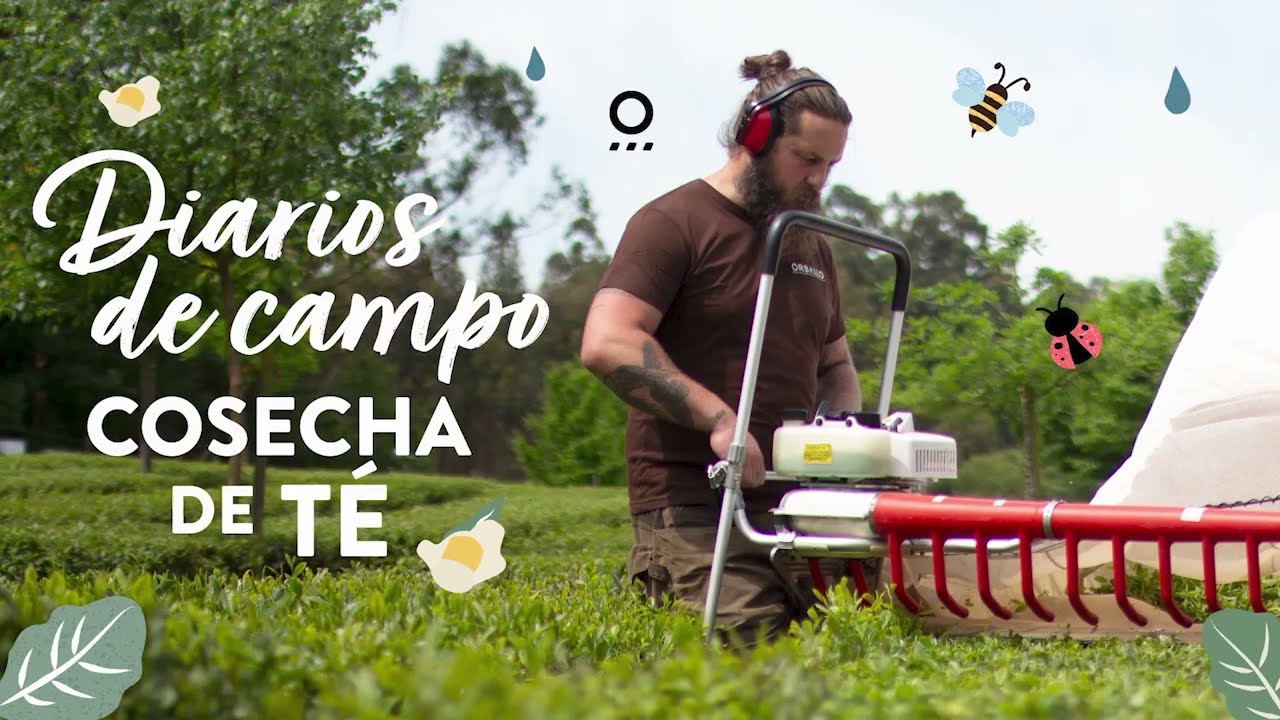 Diario de campo - Cultivo y cosecha de té en Galicia.