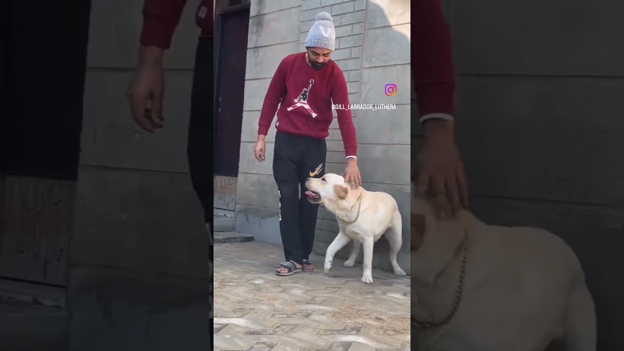 #gill_labrador_luthera #doglover #doglover #shorts #doglife #dogs #lab #viral #views #tarding