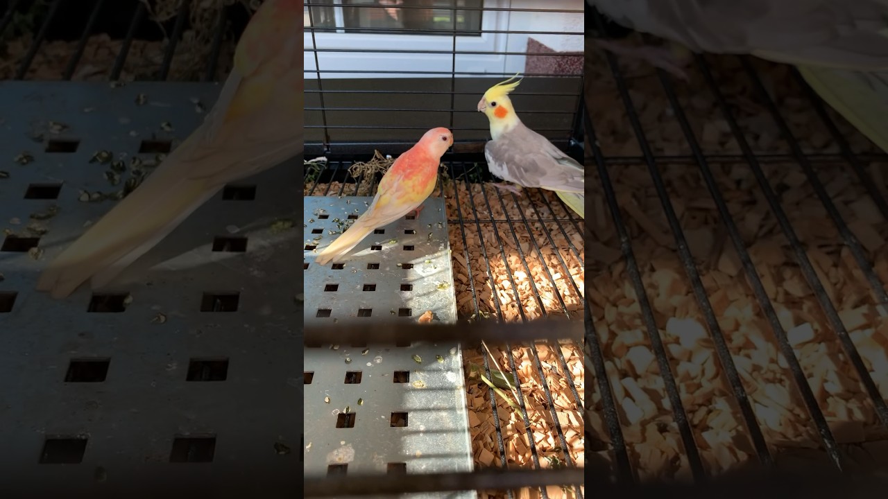 Korela chocholata #animals #birds #shorts