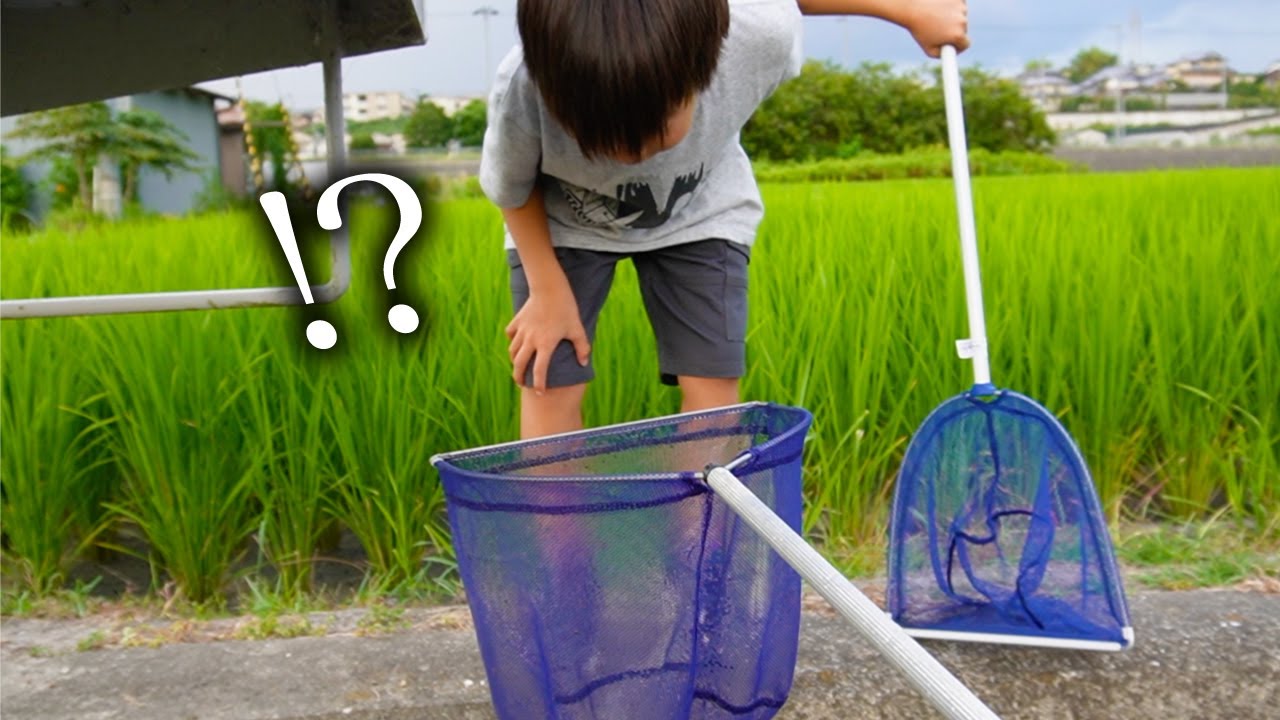 用水路をガサガサしたら外来生物が...
