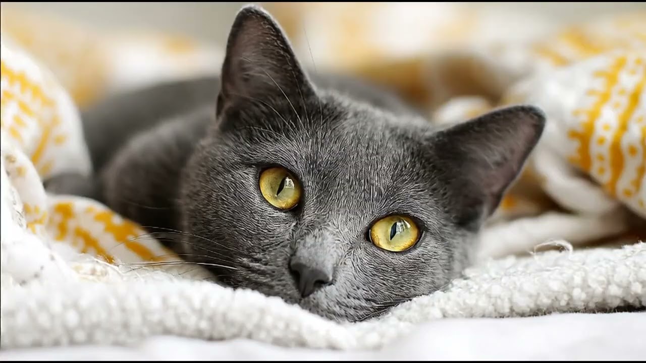 Playlist(cat purring) - Cute Cat Moments 🐾💖