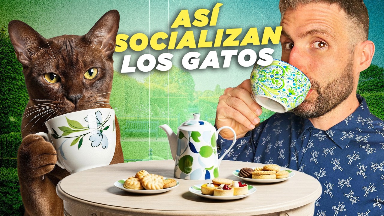 ¿CÓMO SOCIALIZAR A UN GATO 😼🏡 para que se adapte a una casa sin estrés?