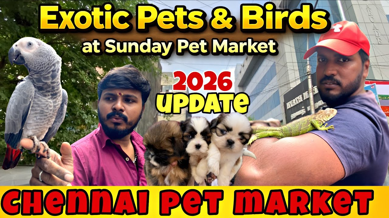 💥Chennai Pet Market 2026 🐦🐹 | Exotic Birds, Pets, Accessories & Legal Pet guie