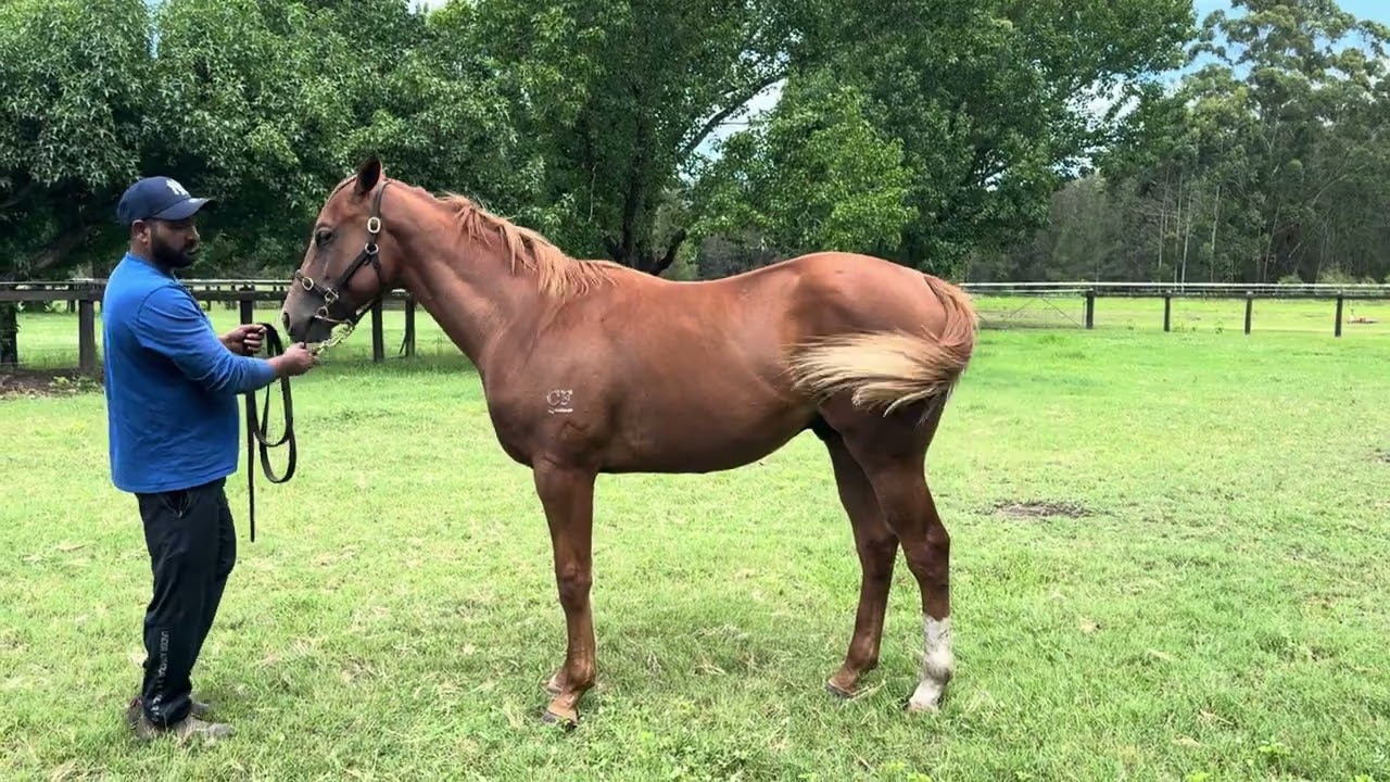 Zoustar x Wild Rain Colt Spelling
