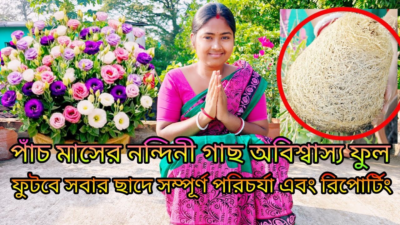 পাঁচ মাসের নন্দিনী গাছ অবিশ্বাস্য ফুল ফুটবে সবার ছাদে সম্পূর্ণ পরিচর্যা এবং রিপোর্টিং এই ভিডিওতে ||