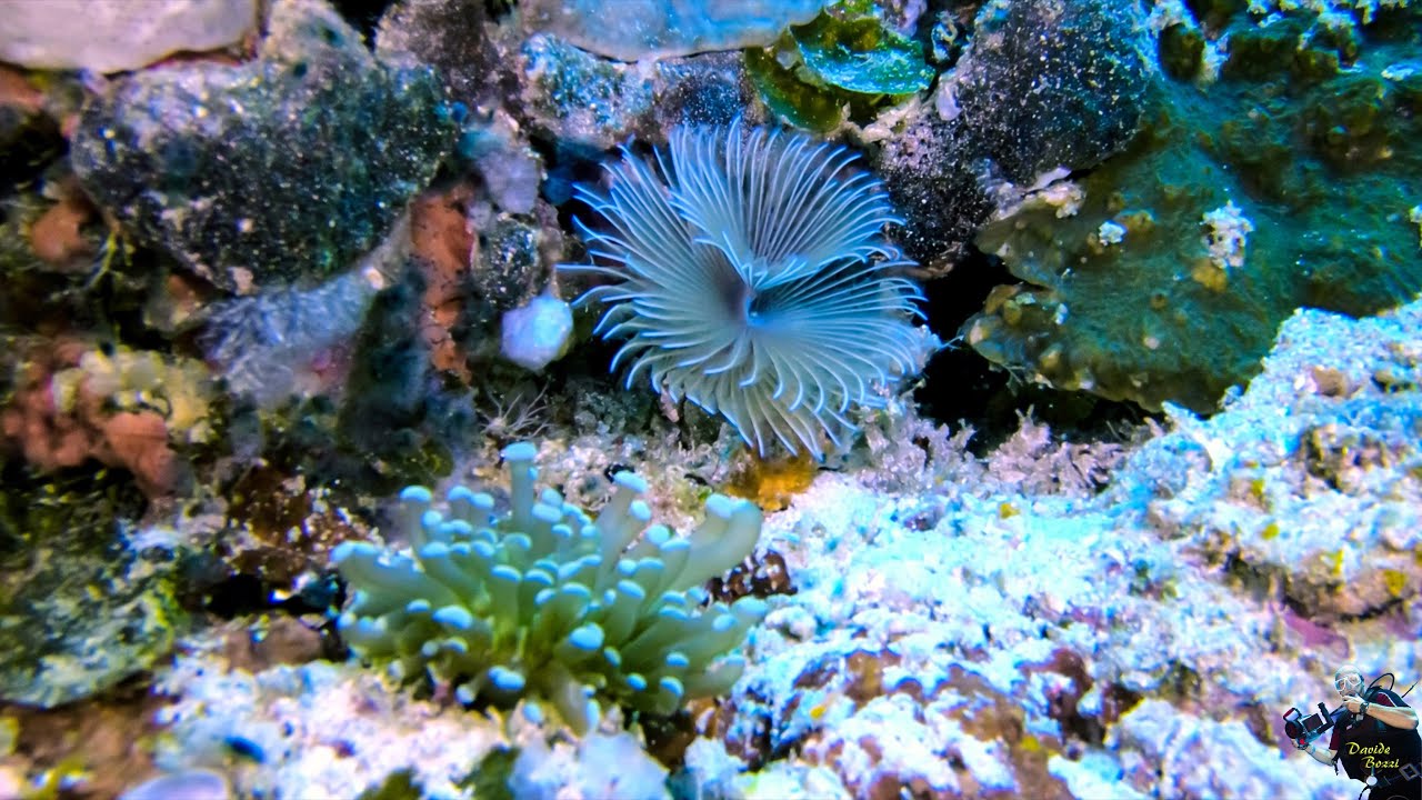 Indonesia. Raja Ampat (October 2022).  Spirografo (Polychaeta Sabellidae). (4K).