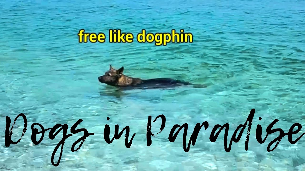 Dogs Road Trip To Paradise