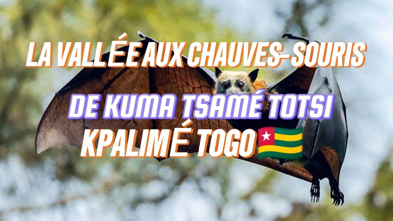 SITE TOURISTIQUE LA VALL&Eacute;E AUX CHAUVES-SOURIS DE KUMA TSAM&Eacute; TOTSI KPALIM&Eacute; TOGO 🇹🇬