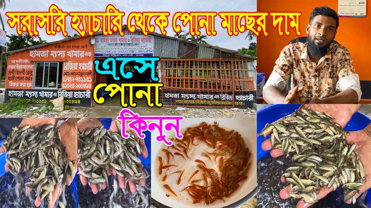 হ্যাচারিতে এসে পোনা কিনুন।আজকে সরাসরি হ্যাচারি থেকে বর্তমানে কোন মাছের কি দাম যাচ্ছে তুলে ধরবো ।।
