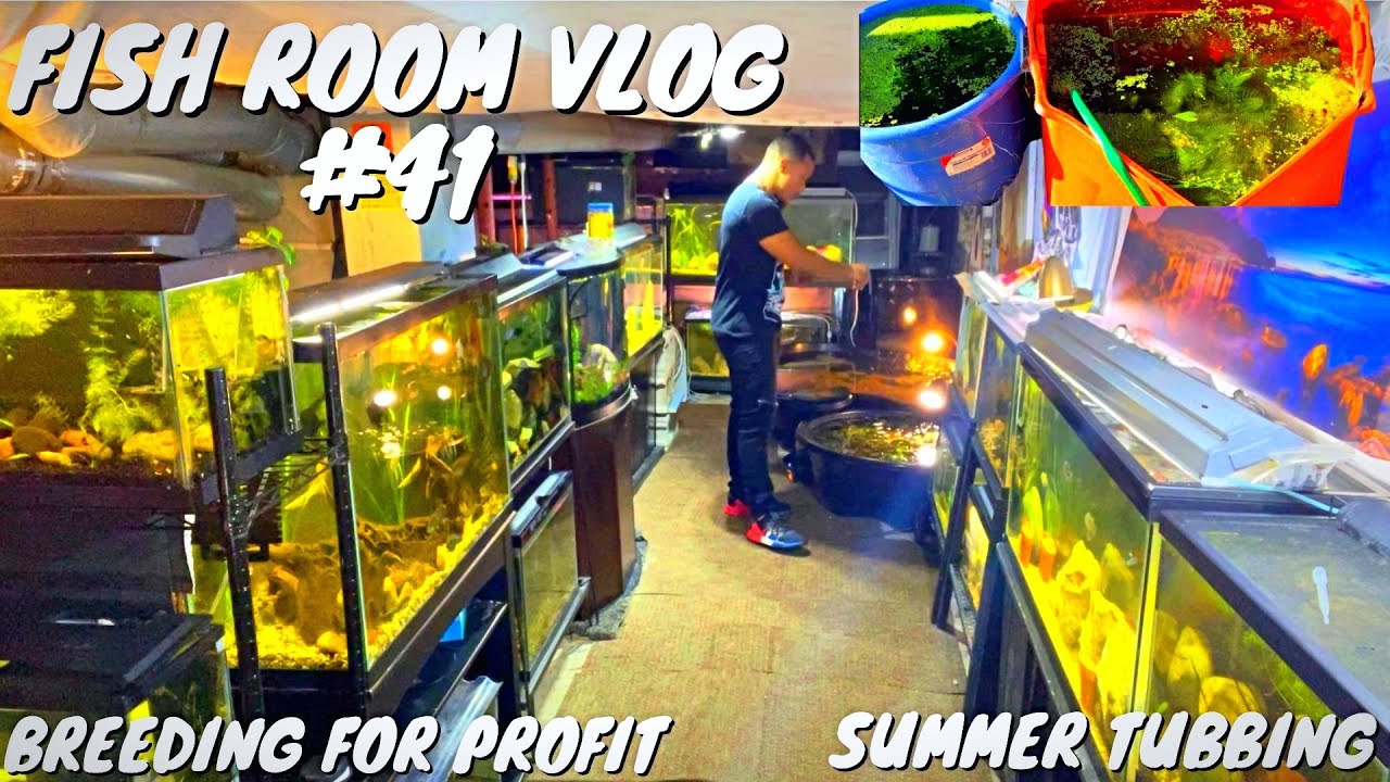 FISHROOM VLOG #41 - BREEDING FOR PROFIT SUMMER TUBBING + FISHROOM UPDATE!!