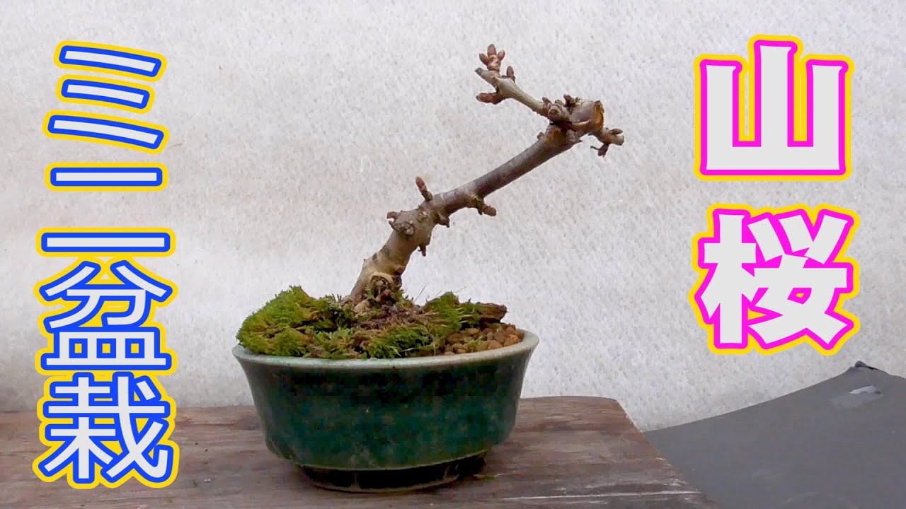 山桜のミニ盆栽