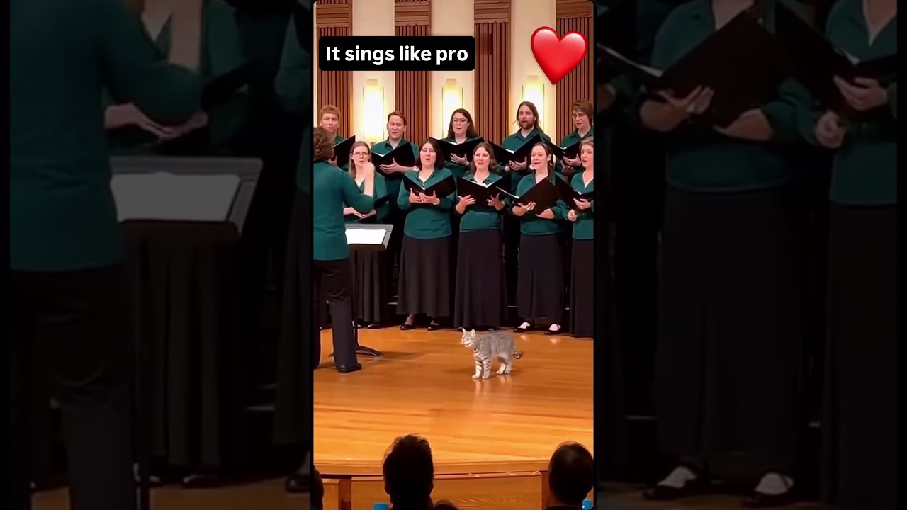 #cat #singing in #orchestra #music