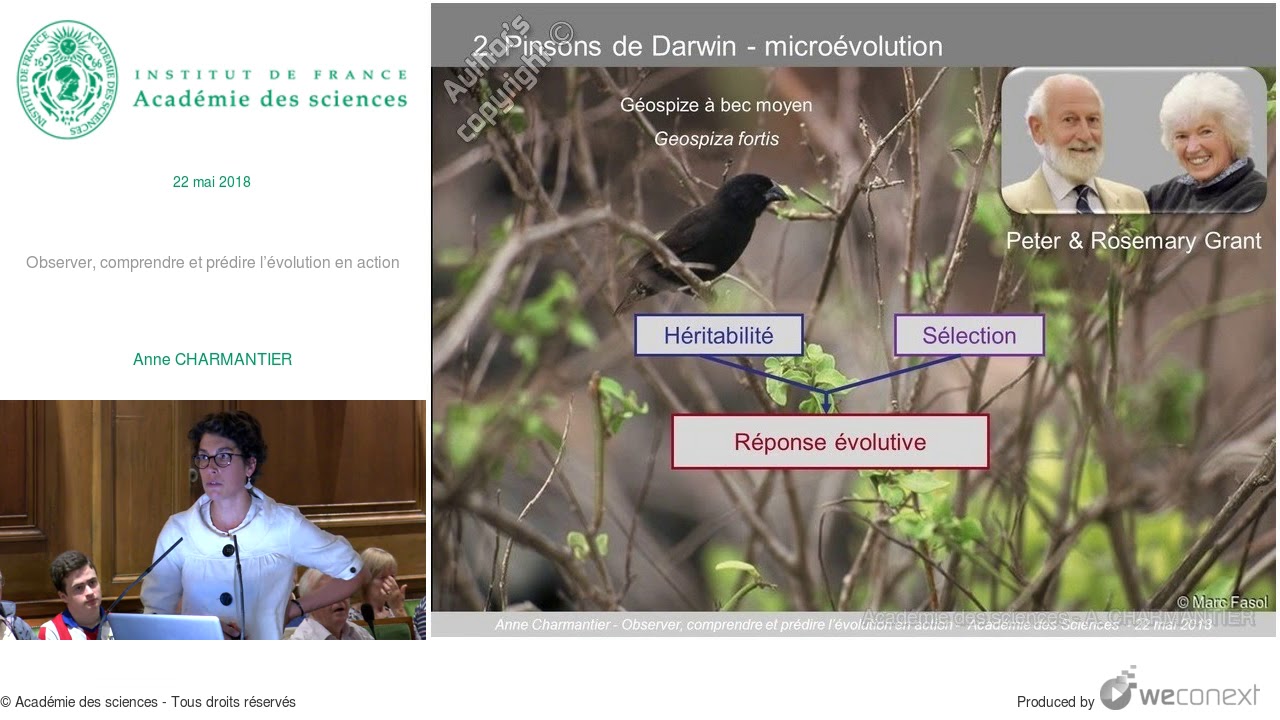 [Conférence] A. CHARMANTIER - Observer, comprendre et prédire l’évolution en action
