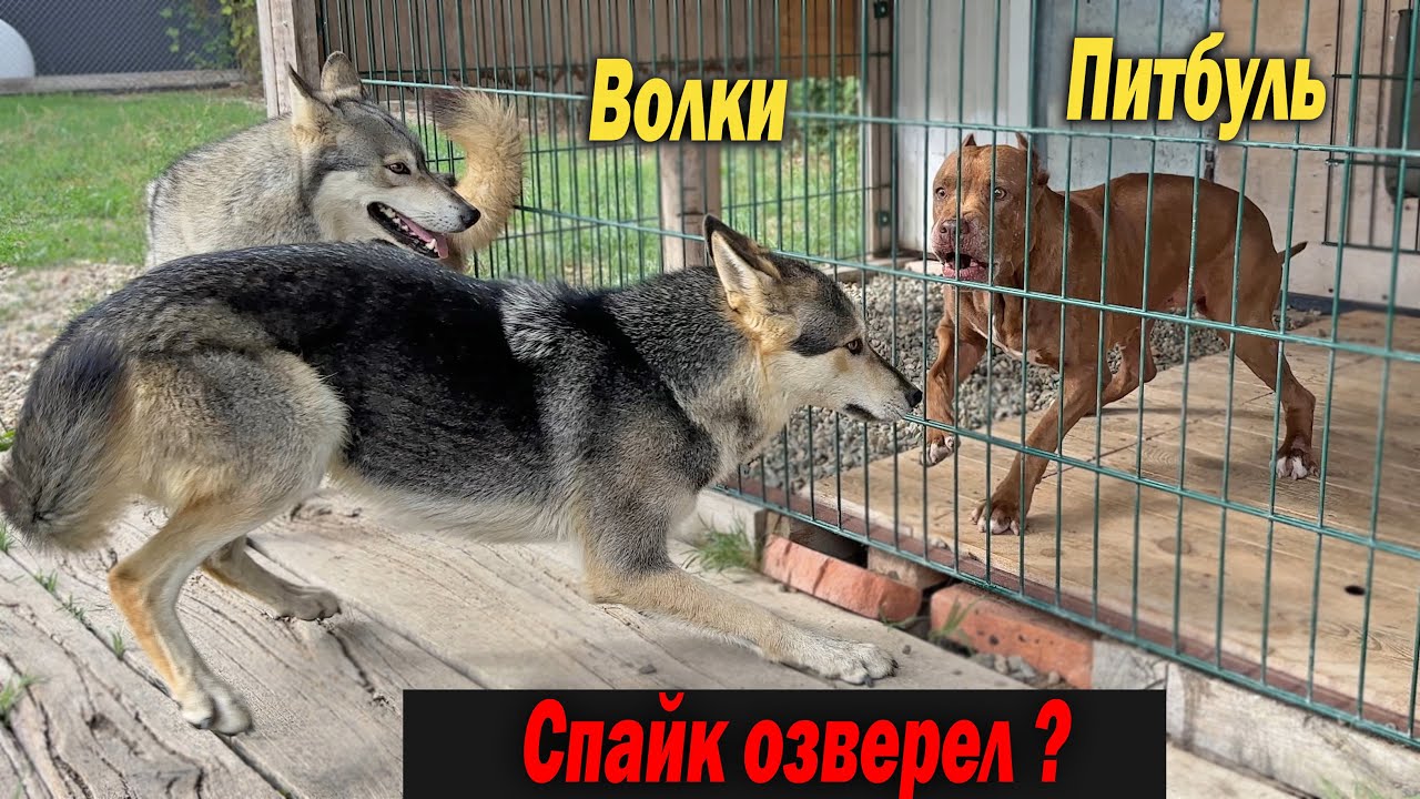 Питбуль Спайк в ярости !! Волки Луна и Тайра зашли в гости к Питбулям Мусе и Спайку. ВОлк vs Питбуль