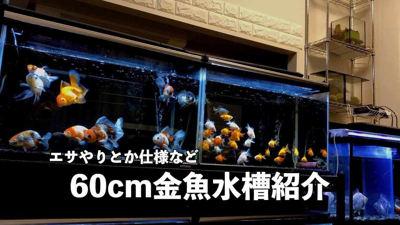 【金魚】我が家の60cm金魚水槽6本紹介。エサやり、仕様紹介など