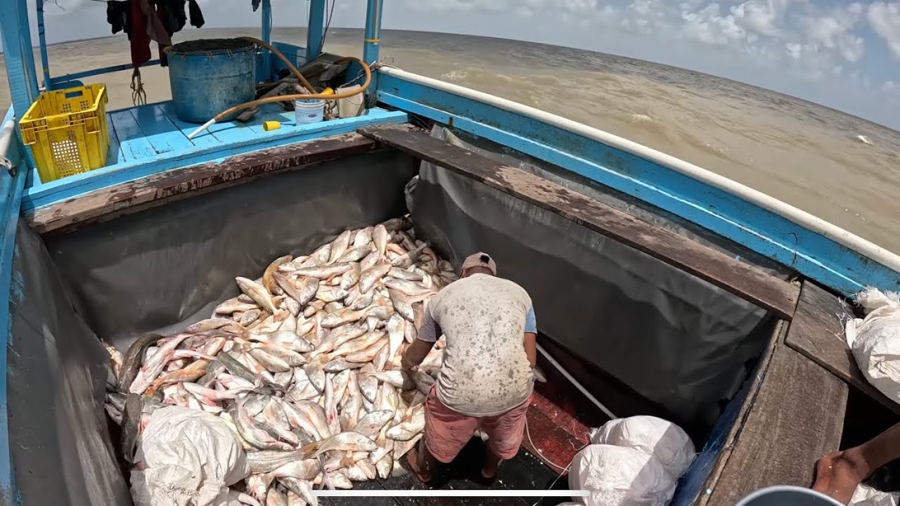 COOKING A NICE GILBACKER & CATFISH CURRY AT SEA #fishing