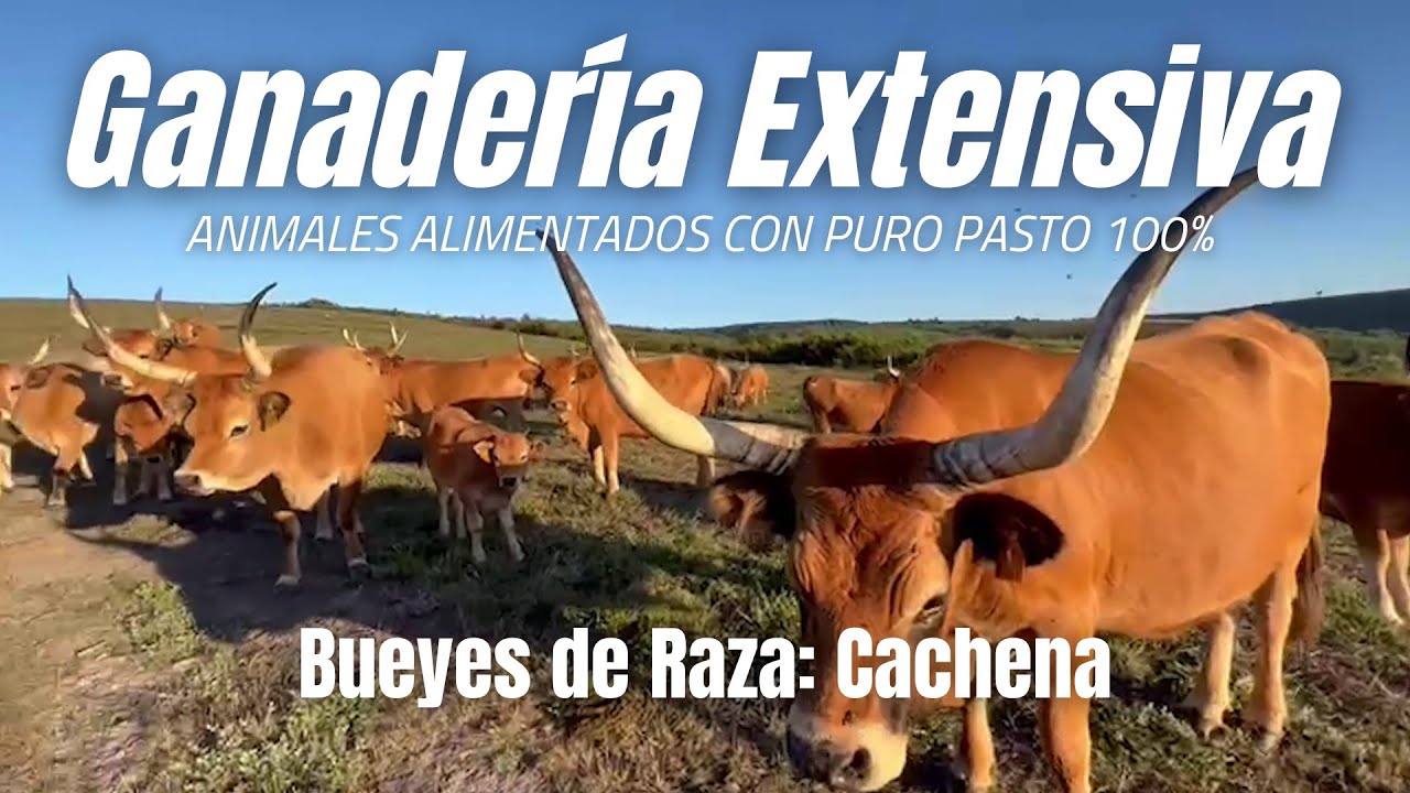 Bueyes Cachenos de Ganadería Extensiva en las montañas de Galicia