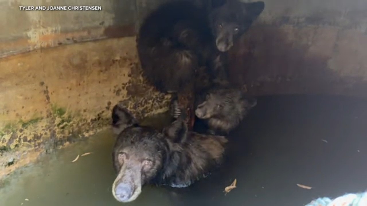 SoCal crews rescue mother bear, cubs trapped in water tank