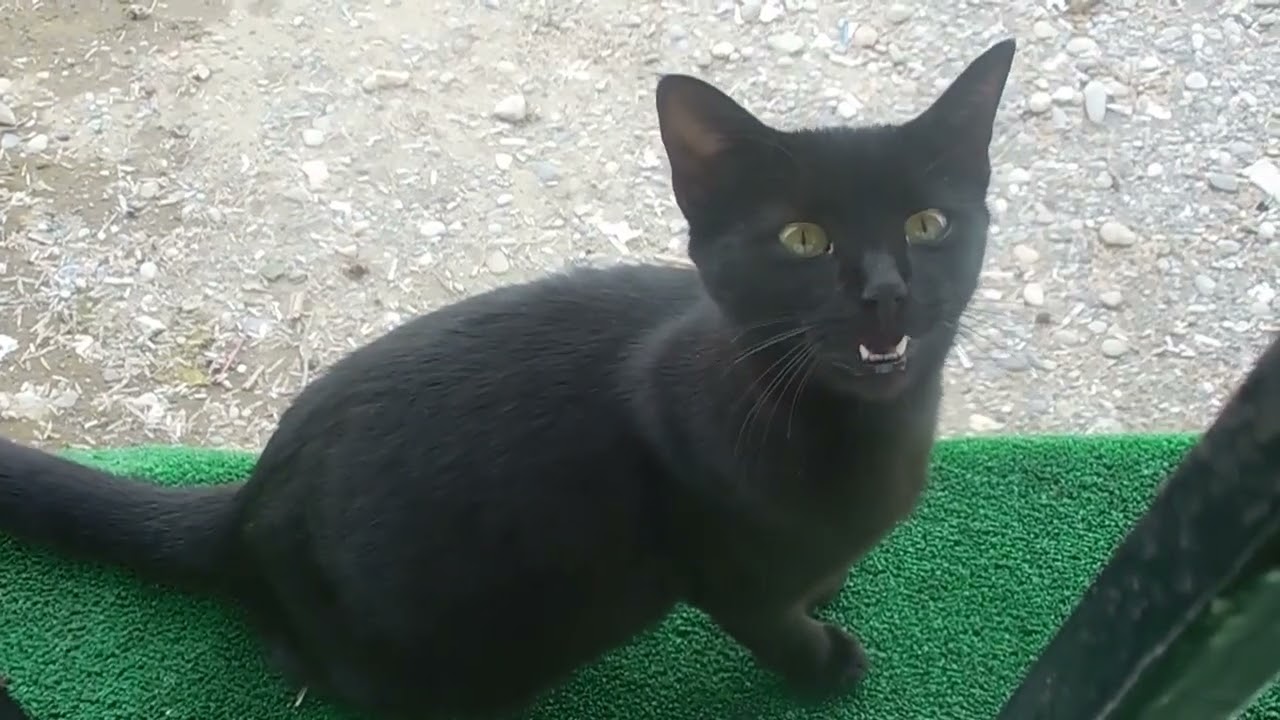 KEDİLERİN  DÜNYASI  BELGESELİ -- Yayın - 2026 yılı