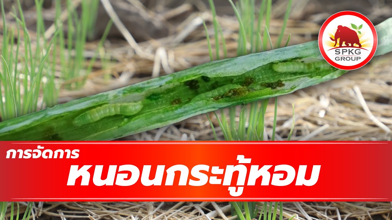 การจัดการ หนอนกระทู้หอม