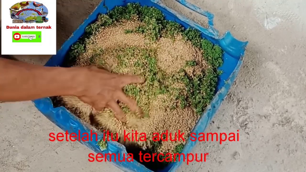 Azola pakan campuran ayam usia 3 minggu