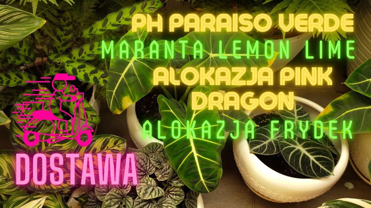 Dostawa roślin z ph paraiso verde, atabapoense, kwitnąca alokazja pink dragon, maranta lemon lime.