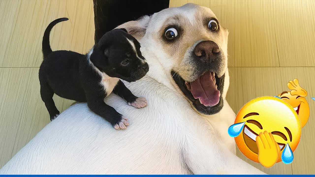Hilarious Pet Moments Will Make You Laugh 2026 🍣 #funnydogs #animals #funnycats