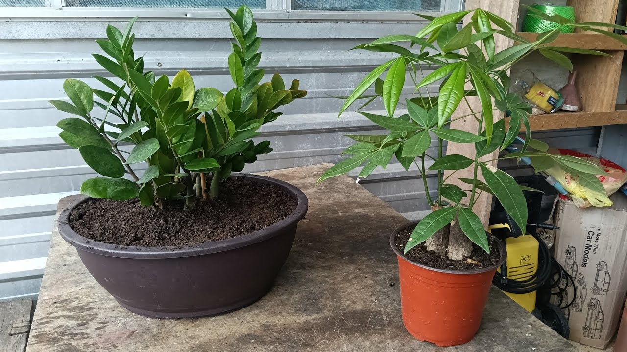 Memindah Pokok Bunga Zamioculcas ke Pasu Besar 😀