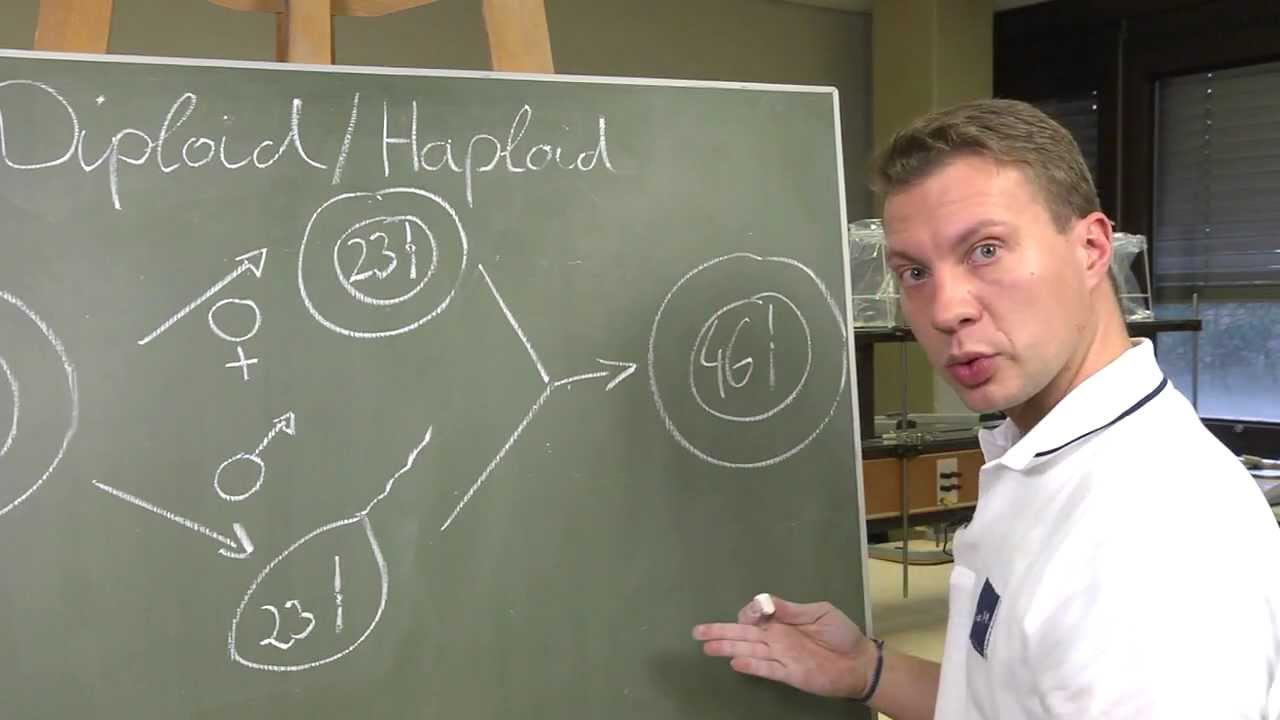 Kreidezeit 98: Diploid/Haploid