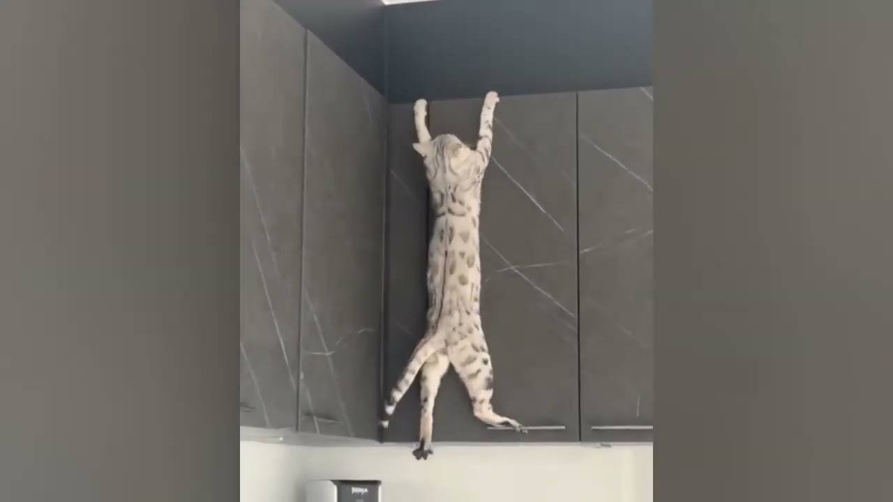 You Will Die Laughing At These Animals 😹 Funniest Cat & Dog and Animal Videos