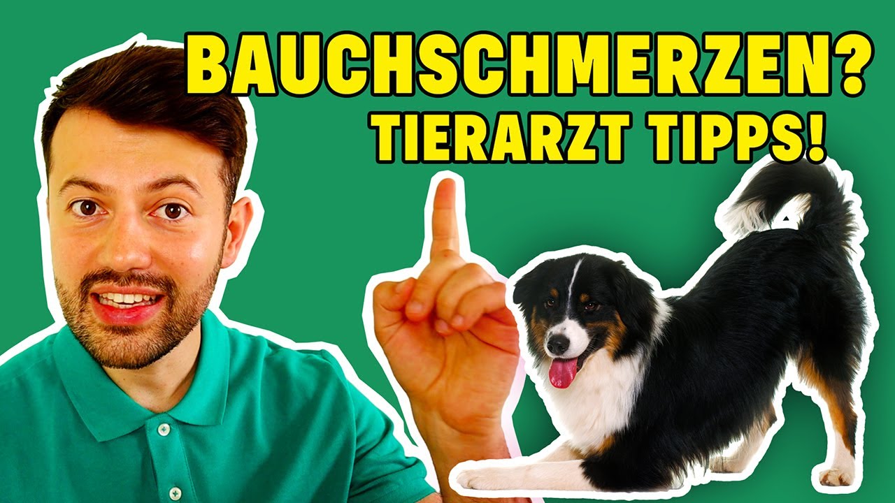 Bauchschmerzen beim Hund: 7 häufige Ursachen! (Tierarzt klärt auf)