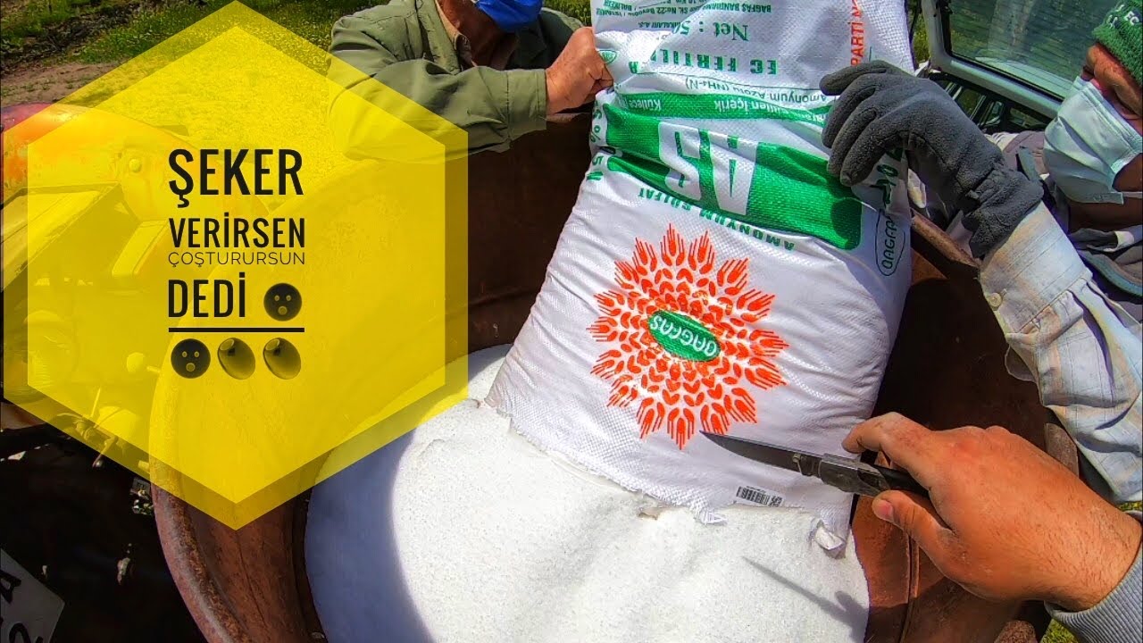 ZEYTİNE ŞEKER G&Uuml;BRE UYGULAMASI (AMONYUM S&Uuml;LFAT)