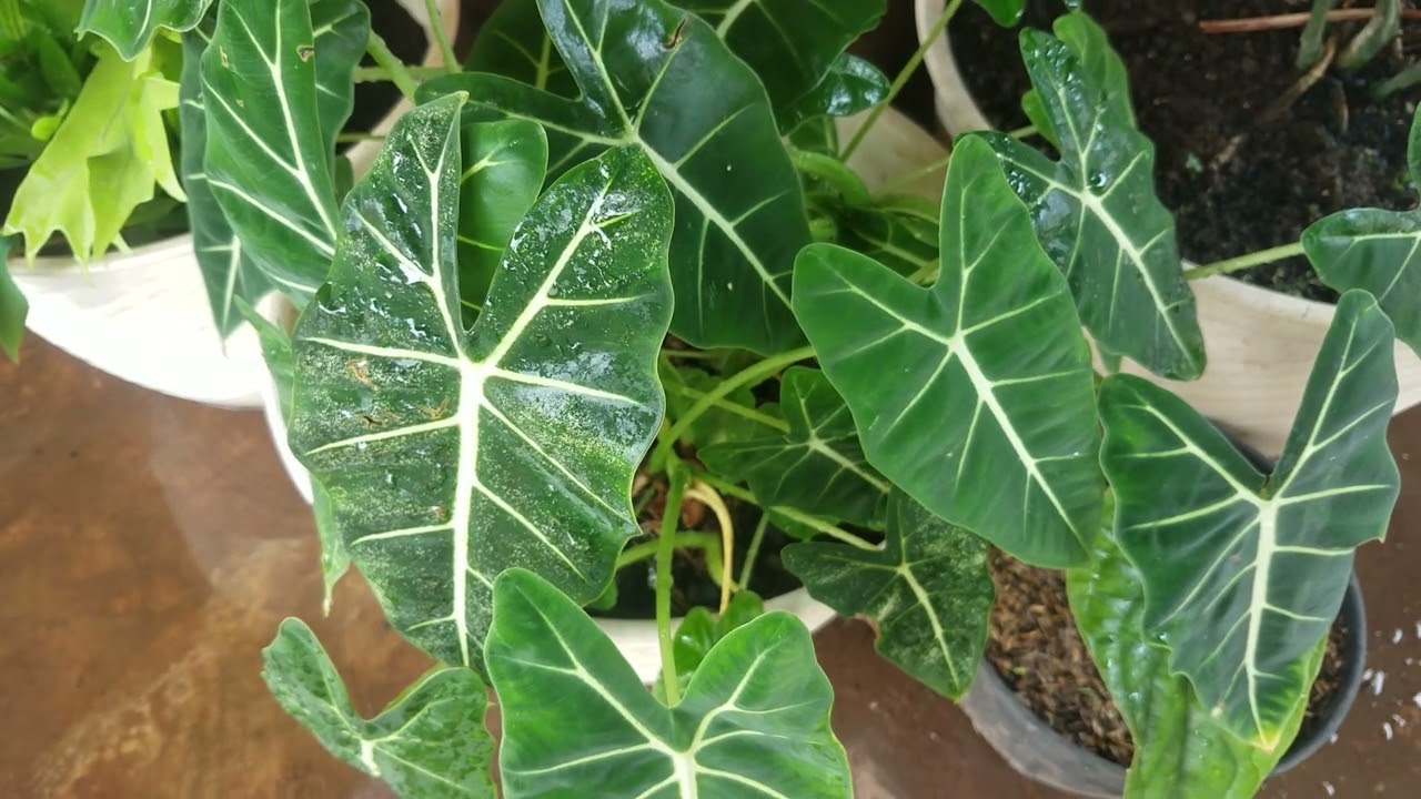 tes camera S7 Flat mantan flagship#andrast #samsunggalaxy 